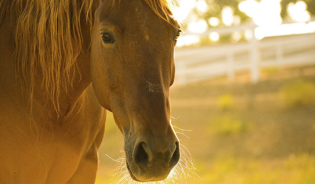 Horse Riding Tours in Madeira Island: 4 Experiences You Can’t Miss