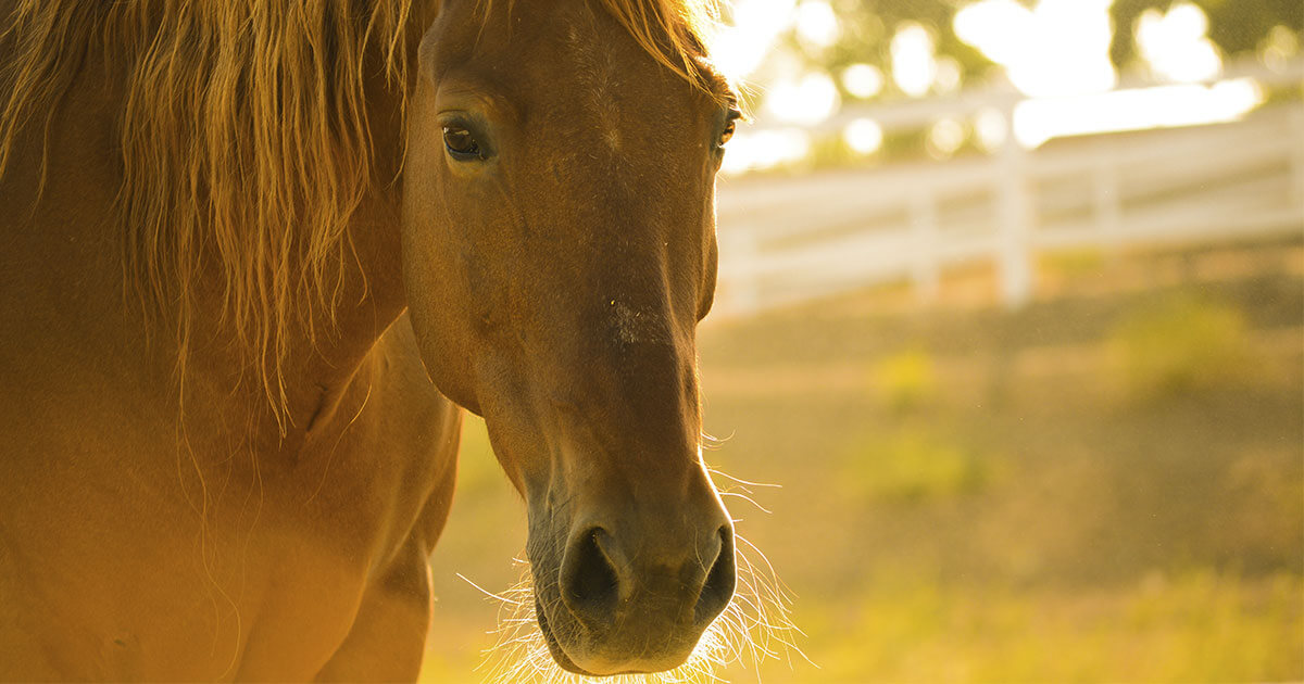 Horse Riding Tours in Madeira Island: 4 Experiences You Can't Miss