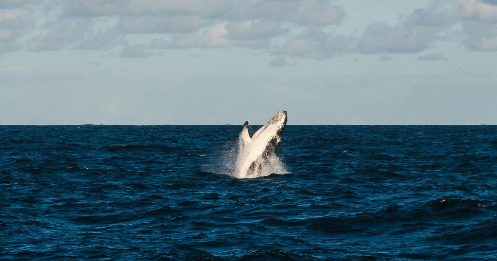 Whale Watching in Madeira Island
