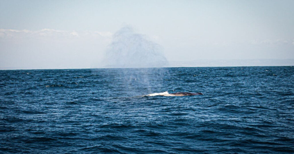 Whale Watching Madeira: A Magical Marine Experience
