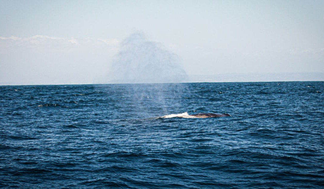 Whale Watching Madeira: A Magical Marine Experience