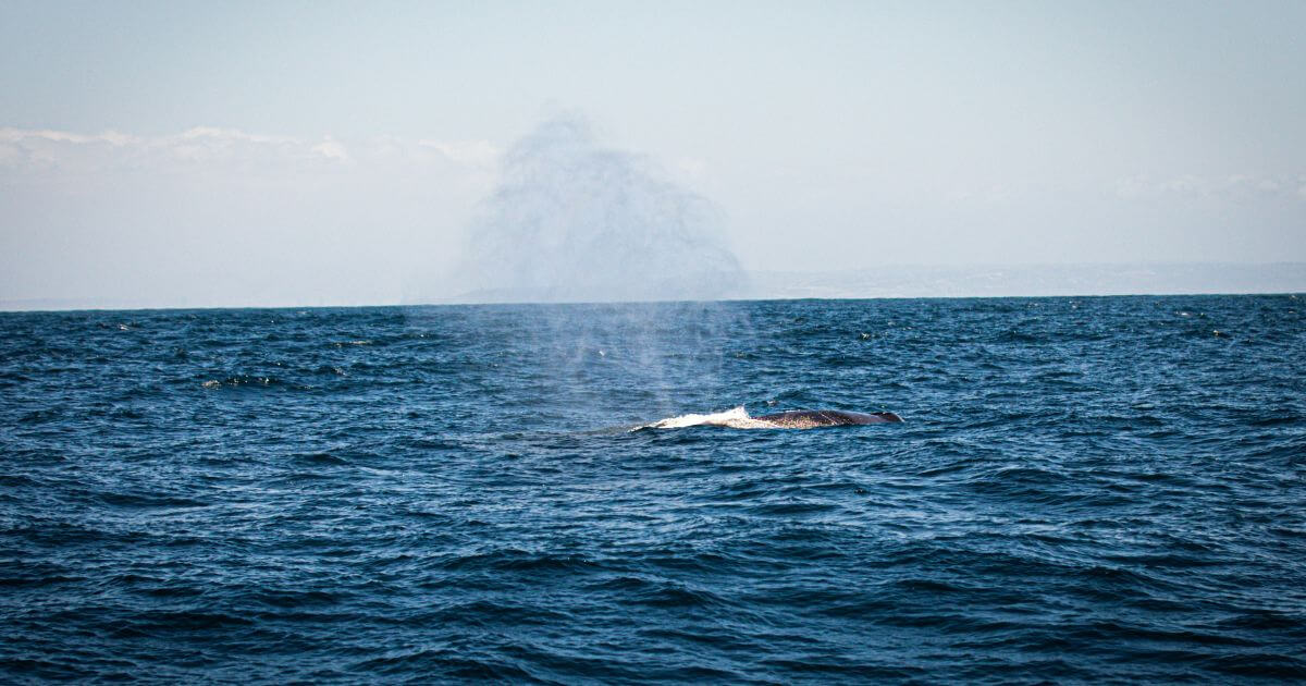 Whale Watching Madeira: A Magical Marine Experience