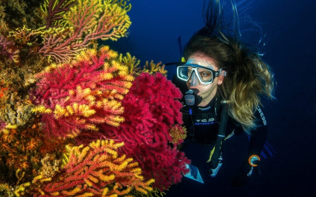 Dive Madeira: 5 Unforgettable Underwater Adventures You Must Try