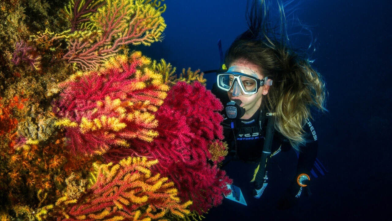 Dive Madeira: 5 Unforgettable Underwater Adventures You Must Try