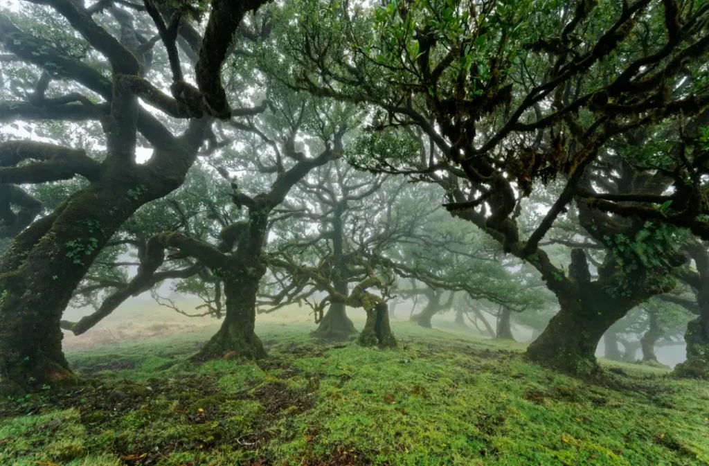 How Big is Madeira Island: UNESCO-listed laurisilva forest