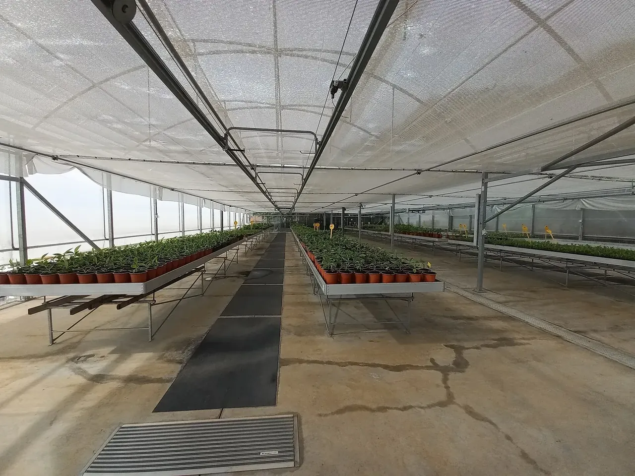Experimental banana-growing area at BAM in Lugar de Baixo