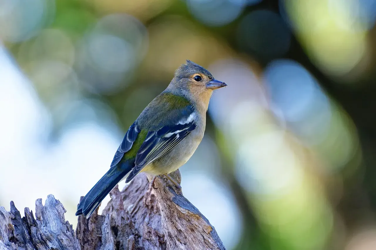 Birdwatching in Madeira: A First Outing on Land or at Sea?